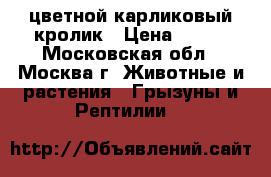 цветной карликовый кролик › Цена ­ 500 - Московская обл., Москва г. Животные и растения » Грызуны и Рептилии   